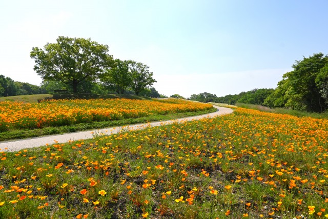 poppy_250513_03