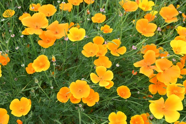 poppy_250521_02