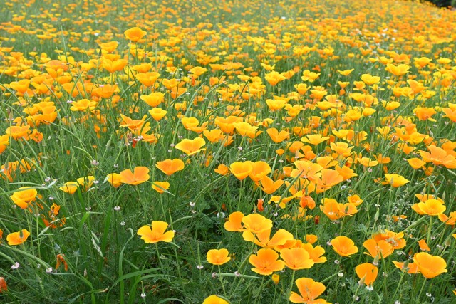 poppy_250521_03