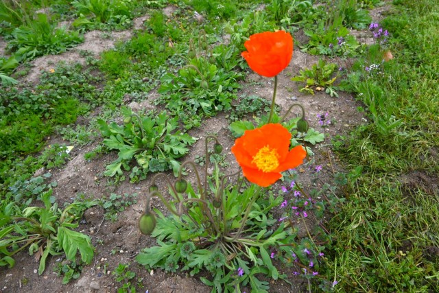 poppy_260325_02