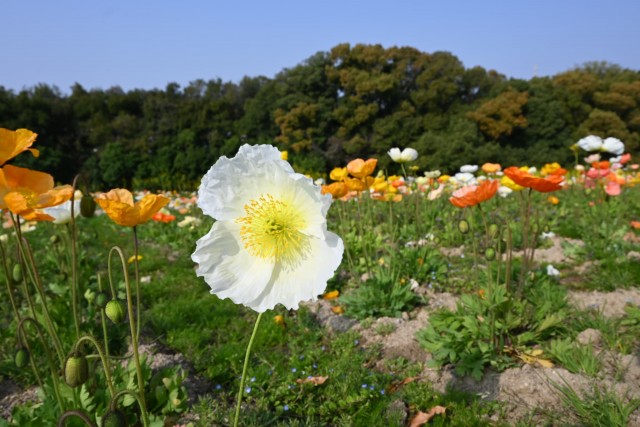 poppy_260330_01