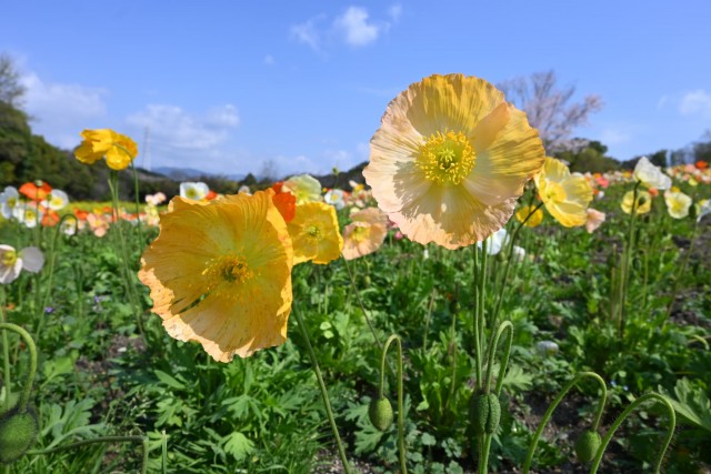 poppy_260402_01