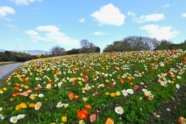 poppy_260408_01