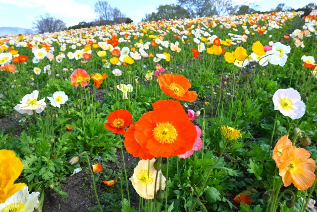 poppy_260408_02