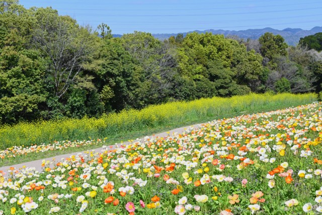poppy_260408_03