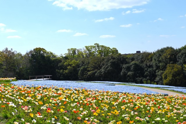 poppy_260408_04