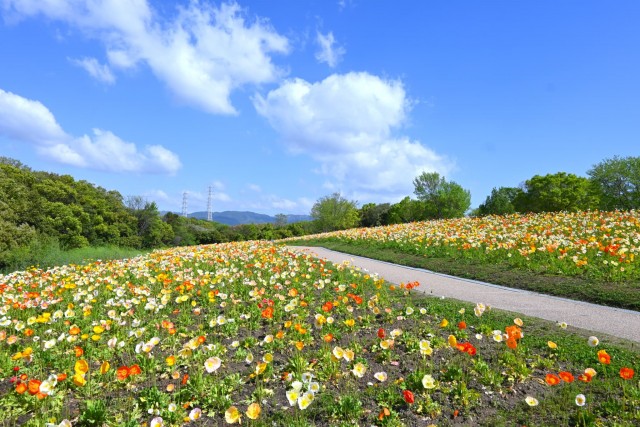 poppy_260416_01