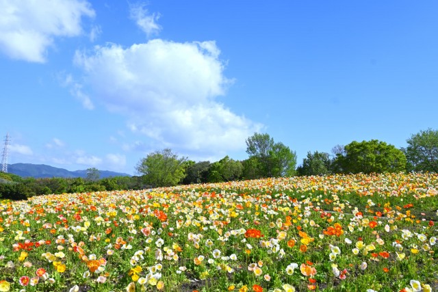 poppy_260416_02
