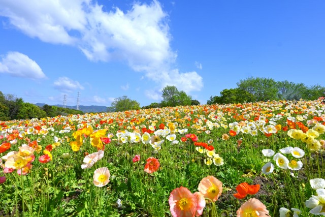 poppy_260416_03