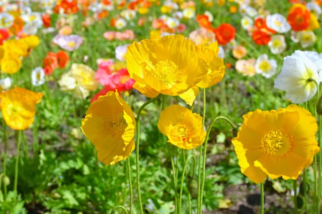 poppy_260416_04