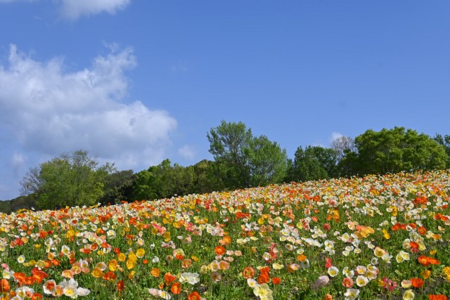 poppy_260416_05