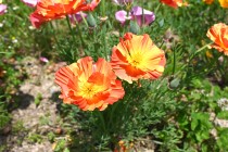 poppy_ca5lifornia_230517_05