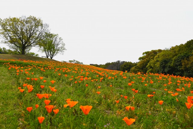 poppy_california240415_01