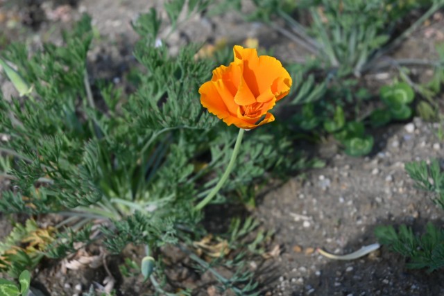 poppy_california260408_01