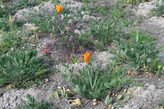 poppy_california260408_02