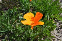 poppy_california_220405_02