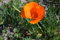 poppy_california_220412_01