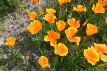 poppy_california_220419_02