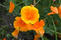 poppy_california_220427_02