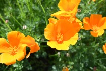 poppy_california_220502_03