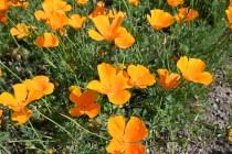 poppy_california_220506_03