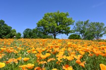 poppy_california_220511_01