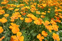 poppy_california_220511_02