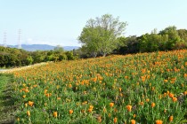 poppy_california_230412_01