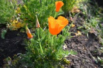 poppy_california_230412_02