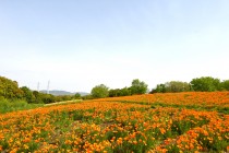 poppy_california_230420_02