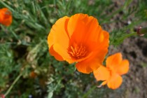 poppy_california_230420_03