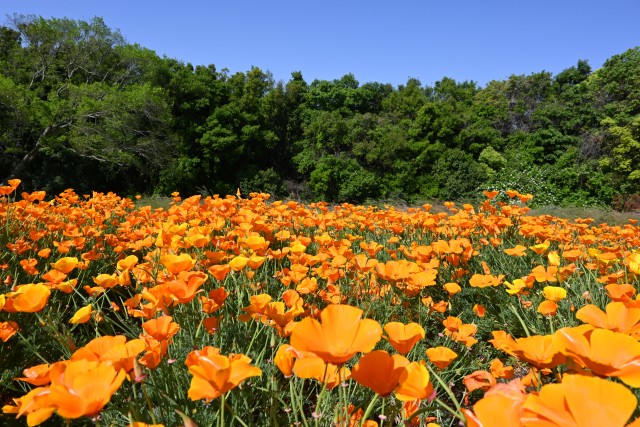 poppy_california_230502_01