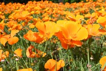 poppy_california_230502_02