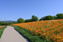 poppy_california_230502_03