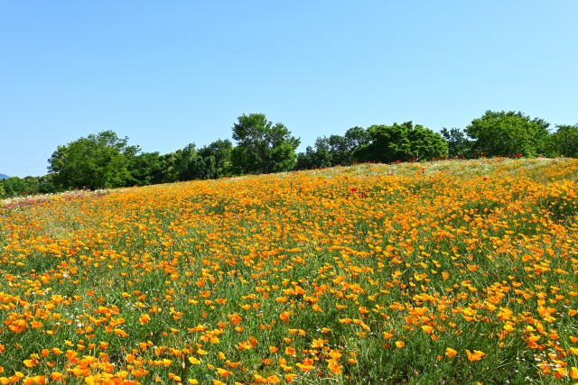 poppy_california_230511_01