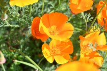 poppy_california_230511_02