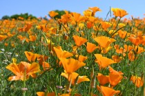 poppy_california_230511_03