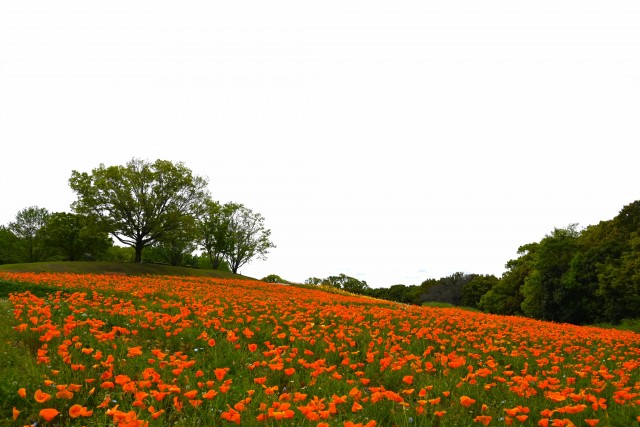 poppy_california_240422_01