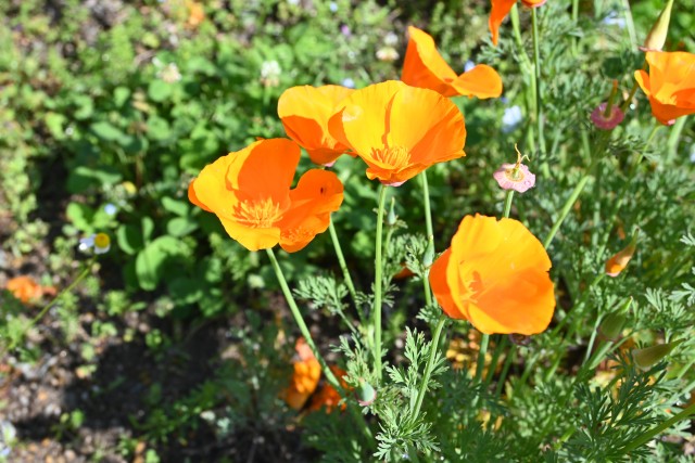 poppy_california_240425_01