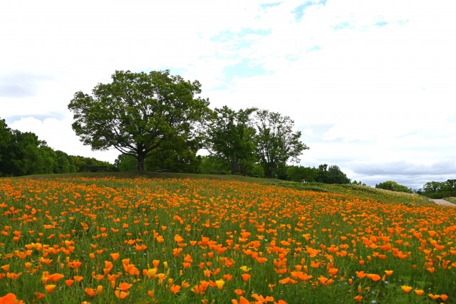 poppy_california_240508_01