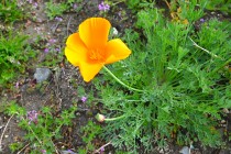 poppy_california_250417_01