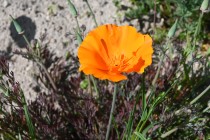 poppy_california_250421_02