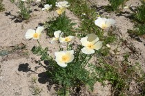 poppy_california_250421_03
