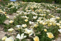 poppy_california_250421_04