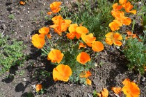 poppy_california_250424_02
