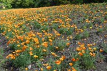 poppy_california_250424_03