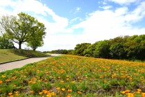 poppy_california_250424_04