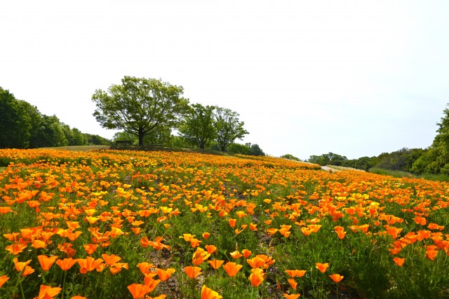 poppy_california_250501_01