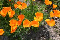 poppy_california_250501_02