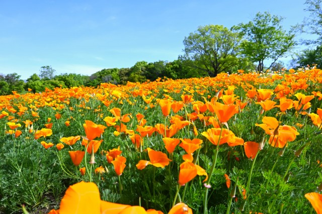 poppy_california_260422_01